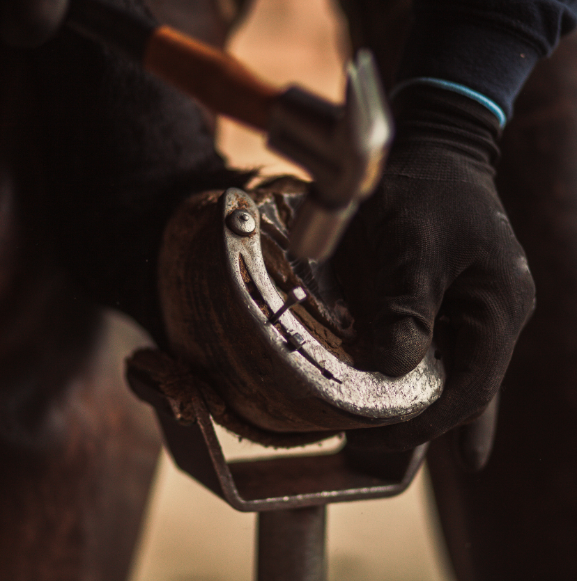 Farrier working on a horse's foot